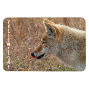 Coyote Lamar Valley Yellowstone National Park Magnet