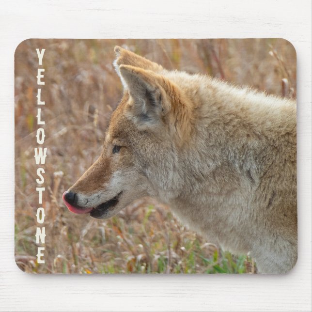 Coyote Lamar Valley Yellowstone National Park Mouse Mat (Front)
