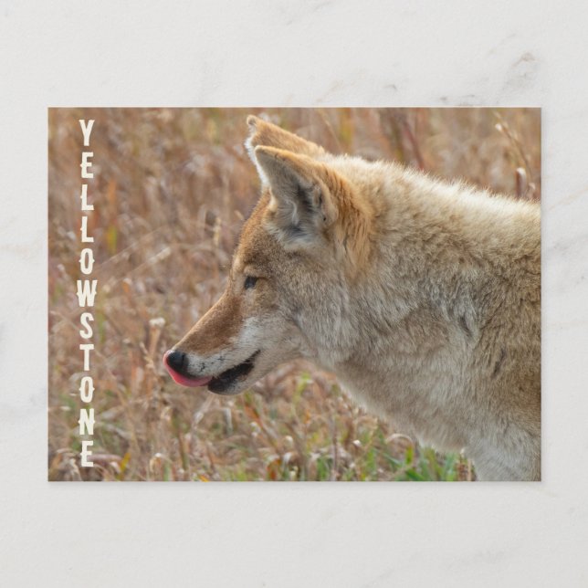 Coyote Lamar Valley Yellowstone National Park Postcard (Front)