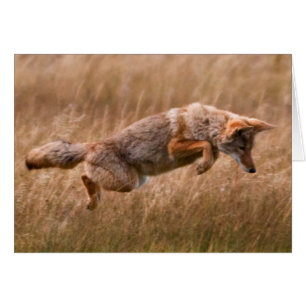 Coyote Leaping - Gibbon Meadows