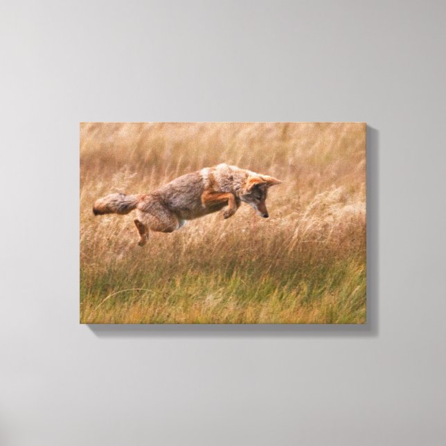 Coyote Leaping - Gibbon Meadows Canvas Print (Front)