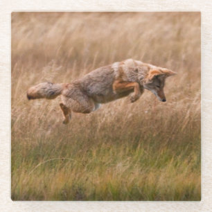 Coyote Leaping - Gibbon Meadows Glass Coaster