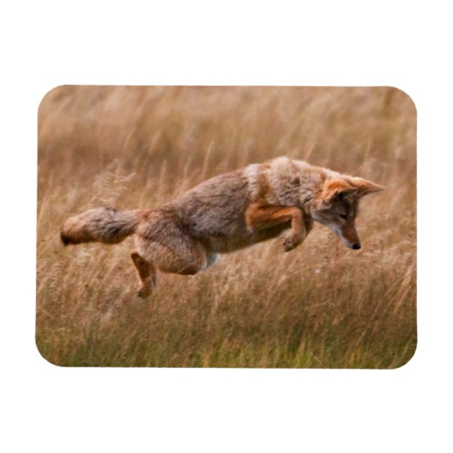 Coyote Leaping - Gibbon Meadows Magnet (Horizontal)