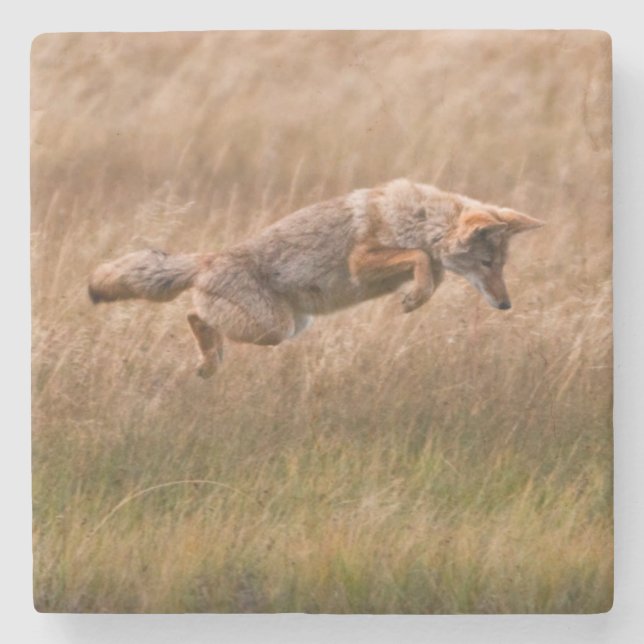 Coyote Leaping - Gibbon Meadows Stone Coaster (Front)