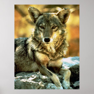 Coyote Lovers Gifts Poster