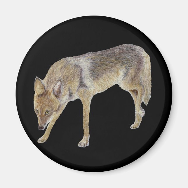 Coyote Magnet (Front)