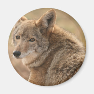 Coyote Magnet