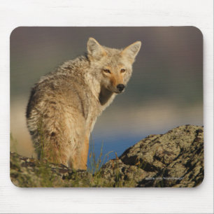 Coyote Mouse Mat