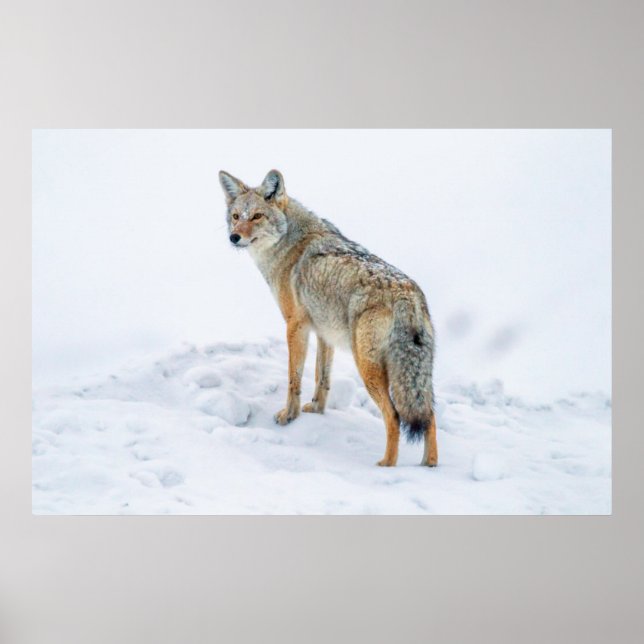 Coyote on alert in snow poster (Front)