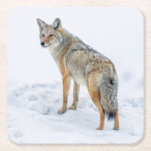 Coyote on alert in snow square paper coaster