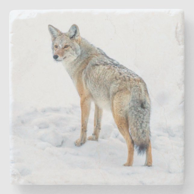 Coyote on alert in snow stone coaster (Front)