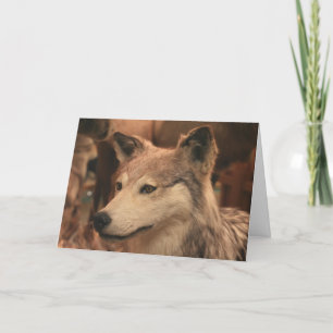 Coyote Photography Card