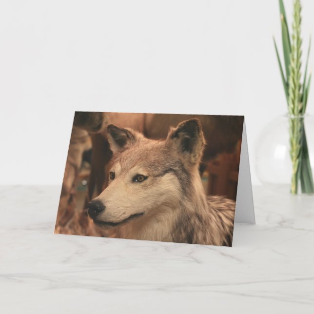 Coyote Photography Card (Front)