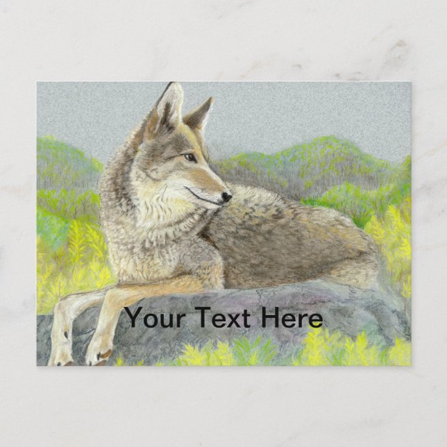 Coyote Postcard (Front)