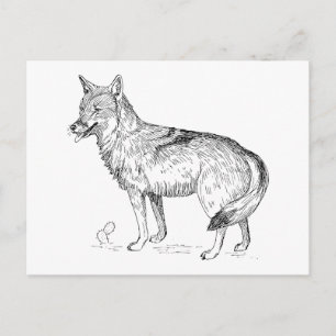 Coyote Postcard