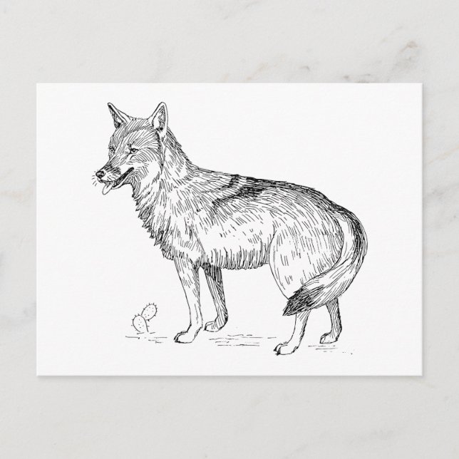 Coyote Postcard (Front)