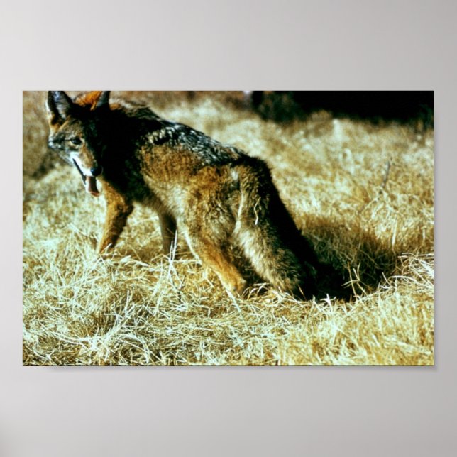 Coyote Poster (Front)
