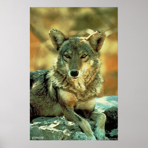 Coyote Poster