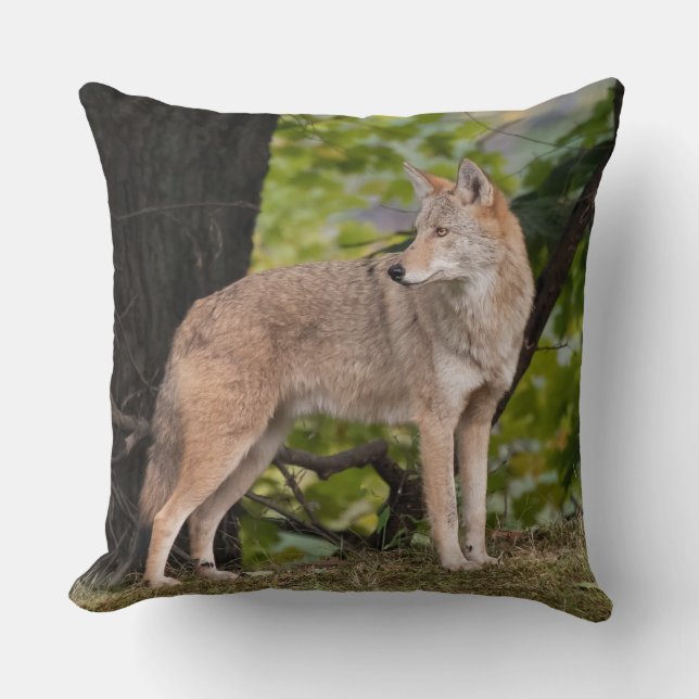 Coyote Pretty  Cushion (Front)