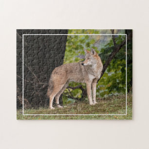 Coyote Pretty  Jigsaw Puzzle