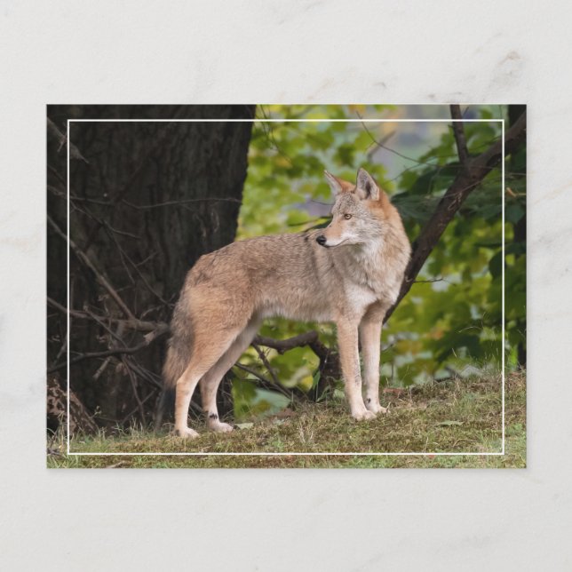 Coyote Pretty Postcard (Front)