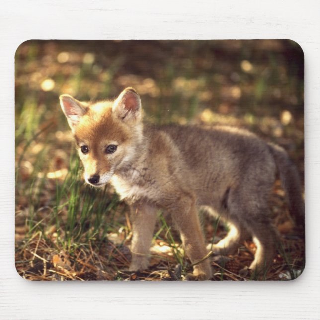 Coyote Pup Mousepad (Front)
