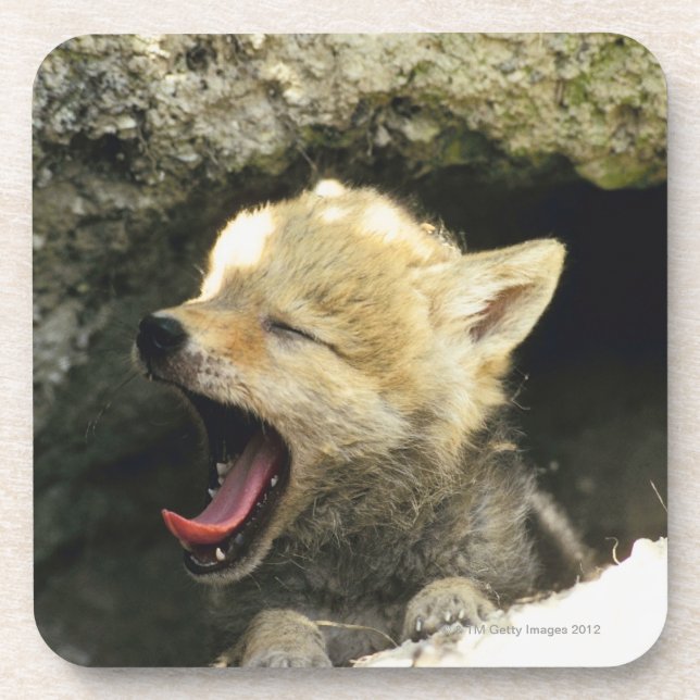 Coyote pup yawning coaster (Front)
