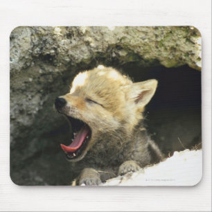 Coyote pup yawning mouse mat