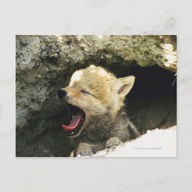 Coyote pup yawning postcard (Front)