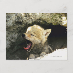Coyote pup yawning postcard