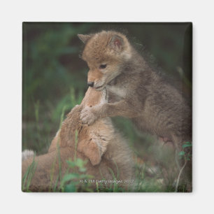 Coyote Puppies Wrestling (Canis Latrans) Magnet