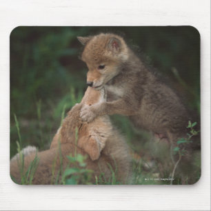 Coyote Puppies Wrestling (Canis Latrans) Mouse Mat