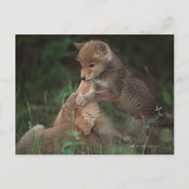 Coyote Puppies Wrestling (Canis Latrans) Postcard (Front)