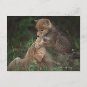 Coyote Puppies Wrestling (Canis Latrans) Postcard