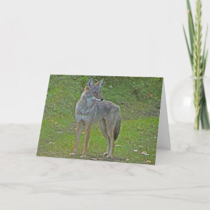 Coyote (side view) card