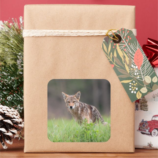 Coyote Standing in Green Meadow Square Sticker (Holiday)