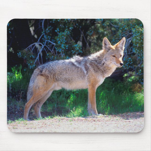 Coyote Stands along a Road Mouse Mat (Front)