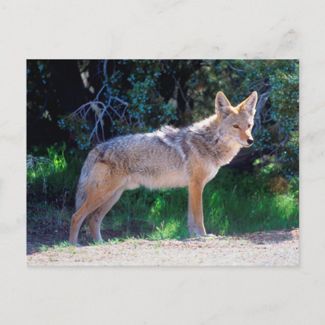 Coyote Stands along a Road Postcard (Front)