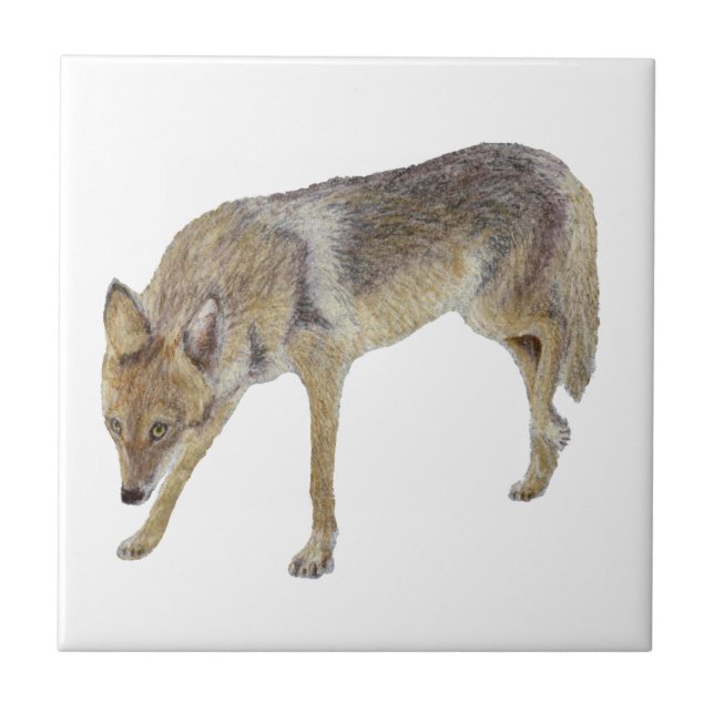 Coyote Tile (Front)