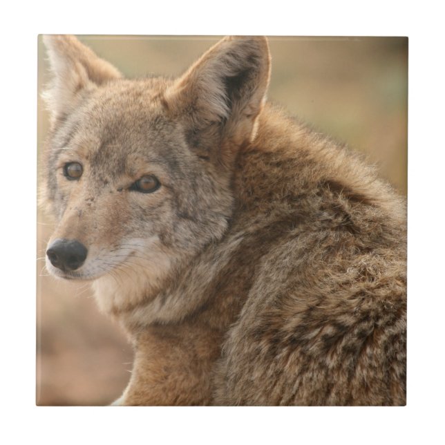 Coyote Tile (Front)