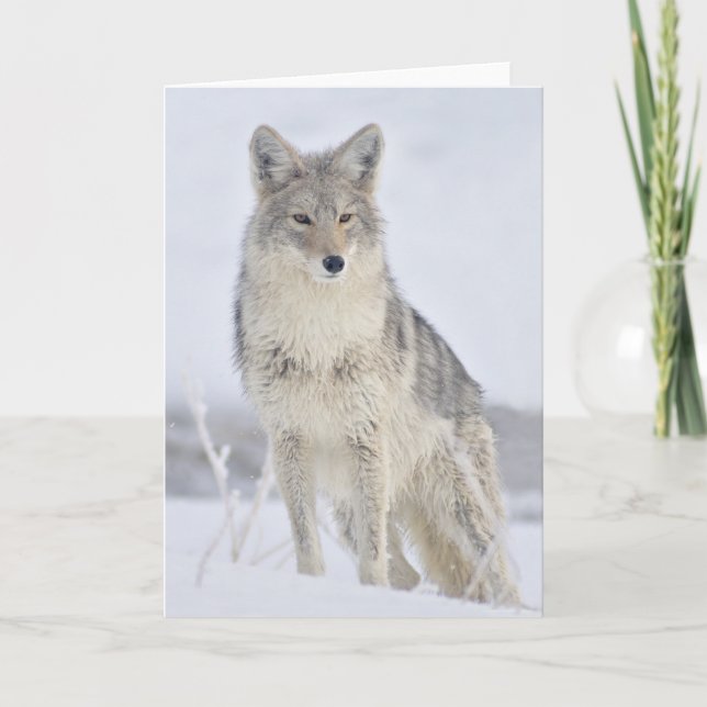 Coyote - Wildlife Photography by Steven Holt Card (Front)