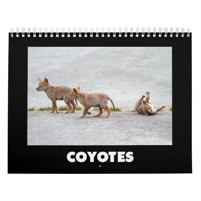 Coyotes Calendar (Cover)