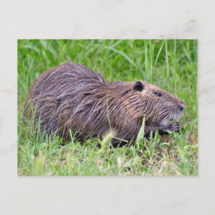 Coypu in grass postcard