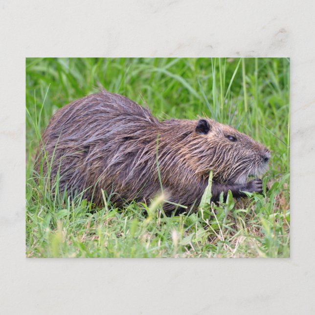 Coypu in grass postcard (Front)