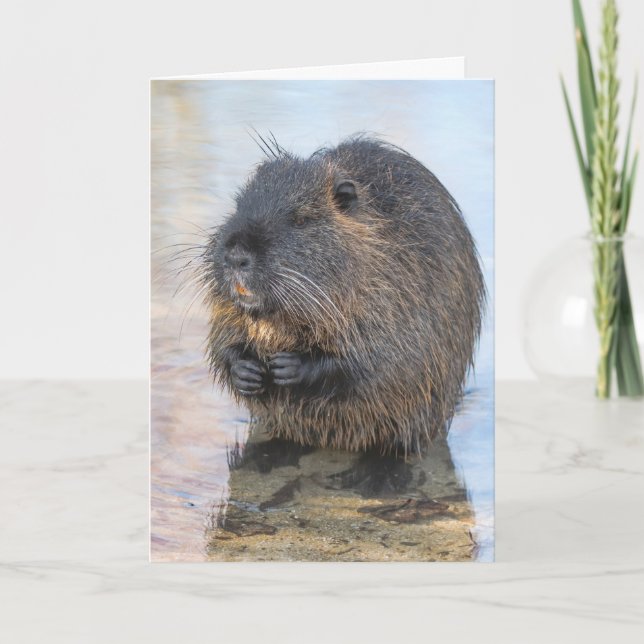 Coypu Sitting In Water Card (Front)