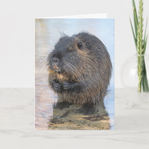 Coypu Sitting In Water Card