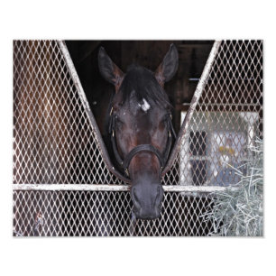 Cozmic One at Historic Saratoga Photo Print
