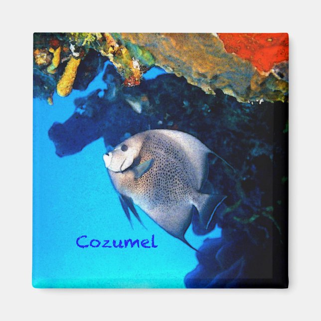 Cozumel Angelfish Magnet (Front)