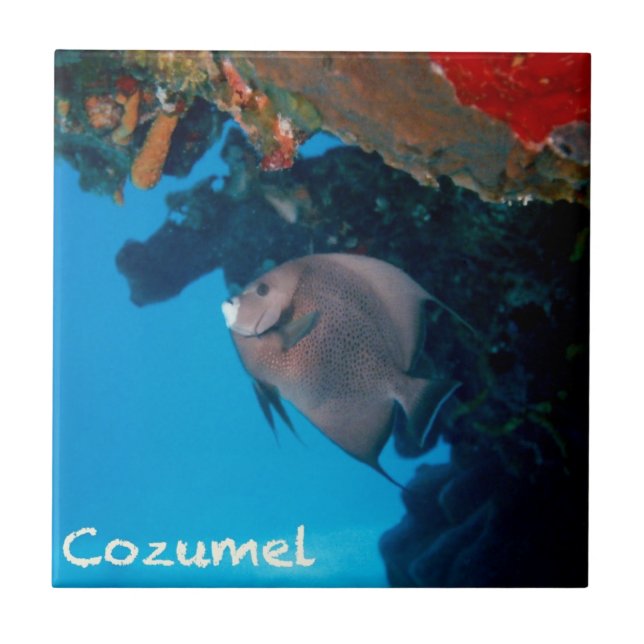 Cozumel Angelfish Tile (Front)