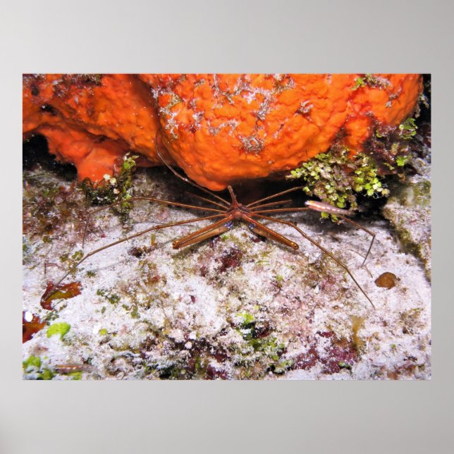 Cozumel Arrow Crab Poster (Front)
